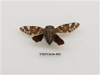 藏品(蟪蛄(黑斑蟬))的圖片